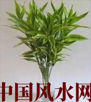 邵阳十二生肖养什么植物最旺财运？你知道吗！